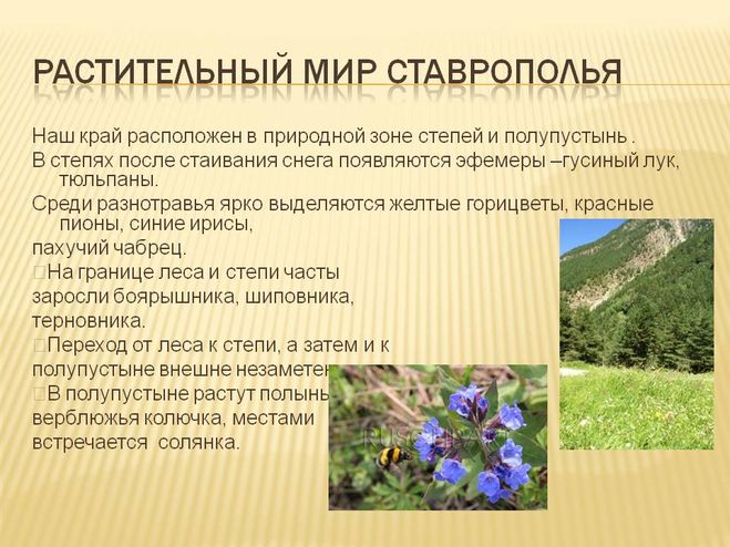 Многообразие птиц родного края. Рассказ о животных ставропольского края. Ставропольская природа. Проект природа ставропольского края. Охрана и преобразование природы ставропольского края.