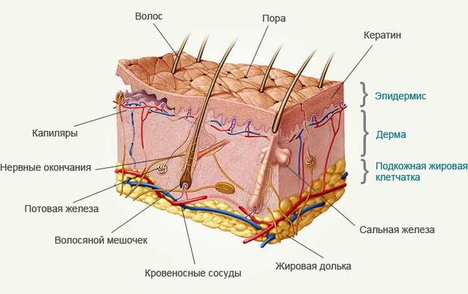 строение кожи