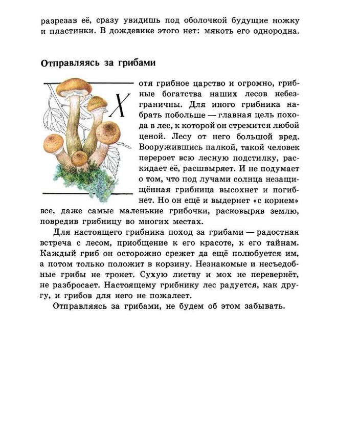 Загадки о грибах