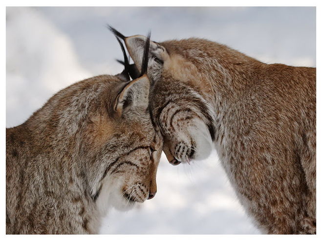 большие кошки