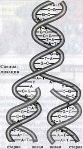 текст при наведении