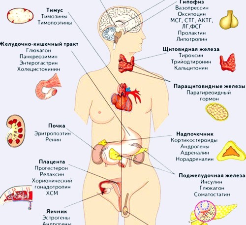 гормоны