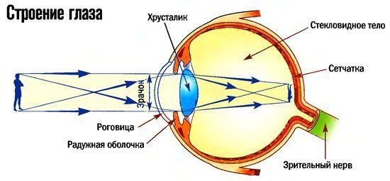 хрусталик глаза