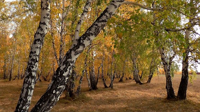 осень, природа, березы, сибирь