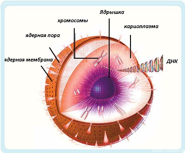 строение ядра