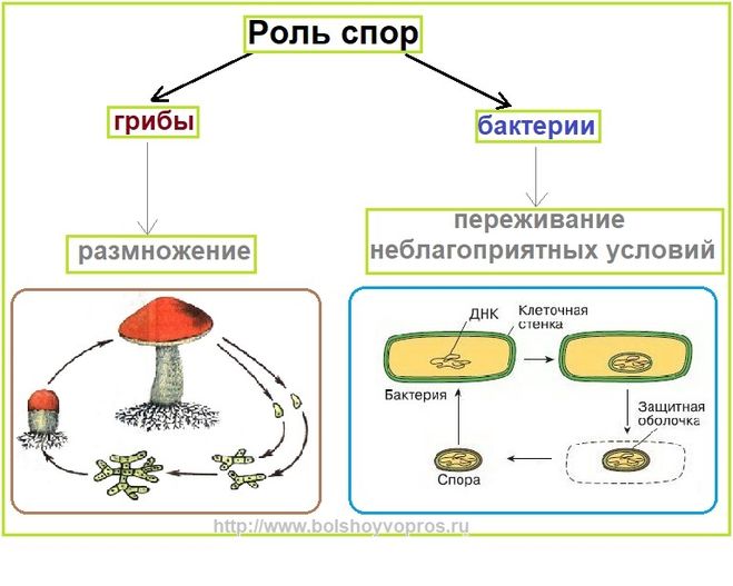 Отличие спор бактерий от спор грибов