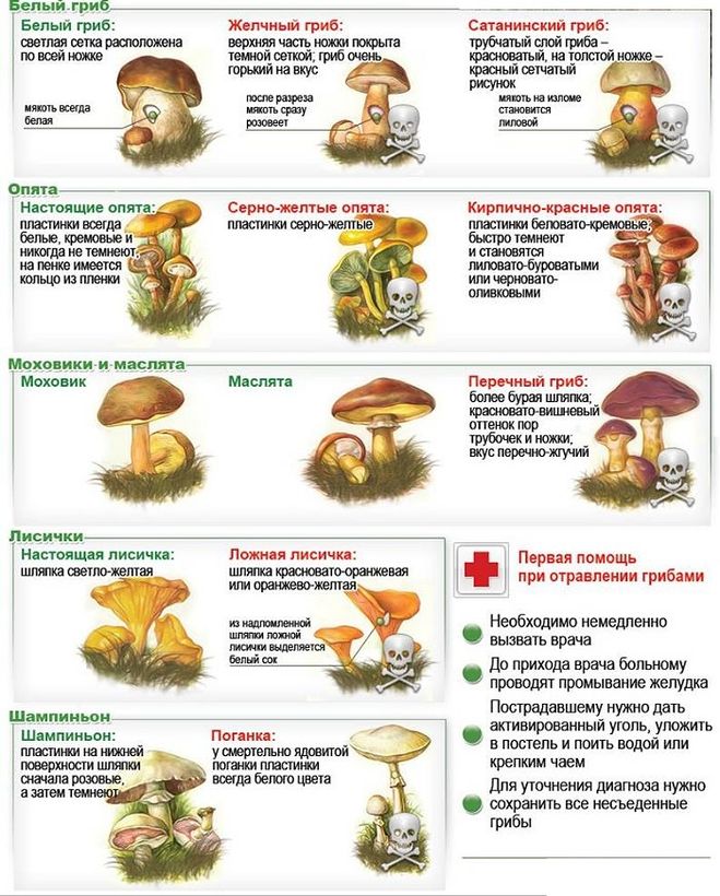 отличие белого гриба от ложного