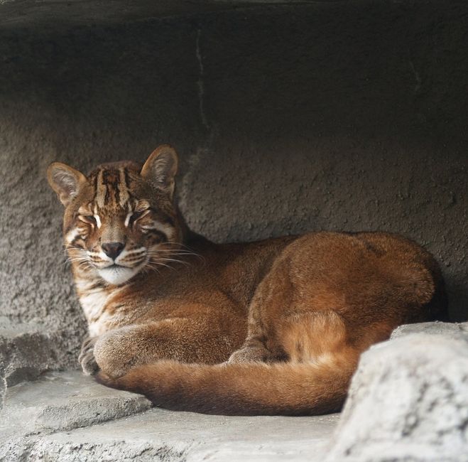 Кошка Темминка, азиатская золотая кошка (лат. Catopuma temminckii)