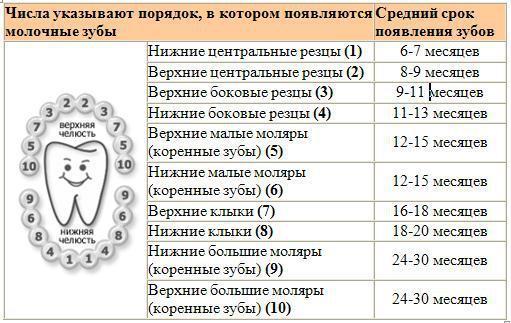 Последовательность появления зубов у малыша