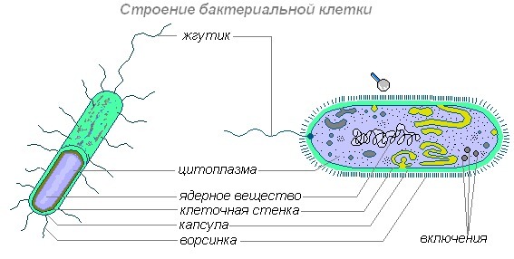 бактерия