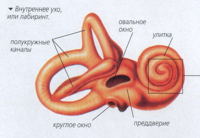 внутреннее ухо