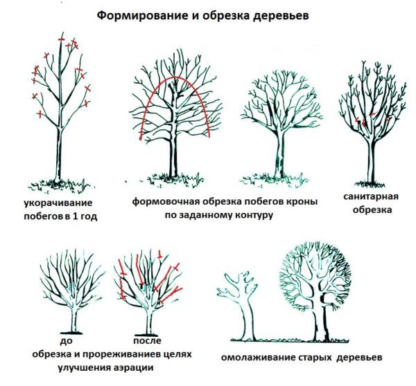 формирование и обрезка