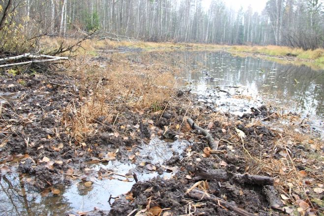 берег пойменного озера изрыт кабанами