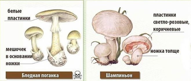 бледная поганка и шампиньоны сходства и различия