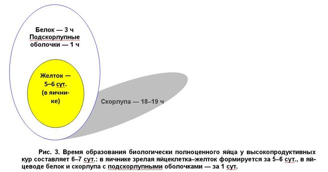 текст при наведении