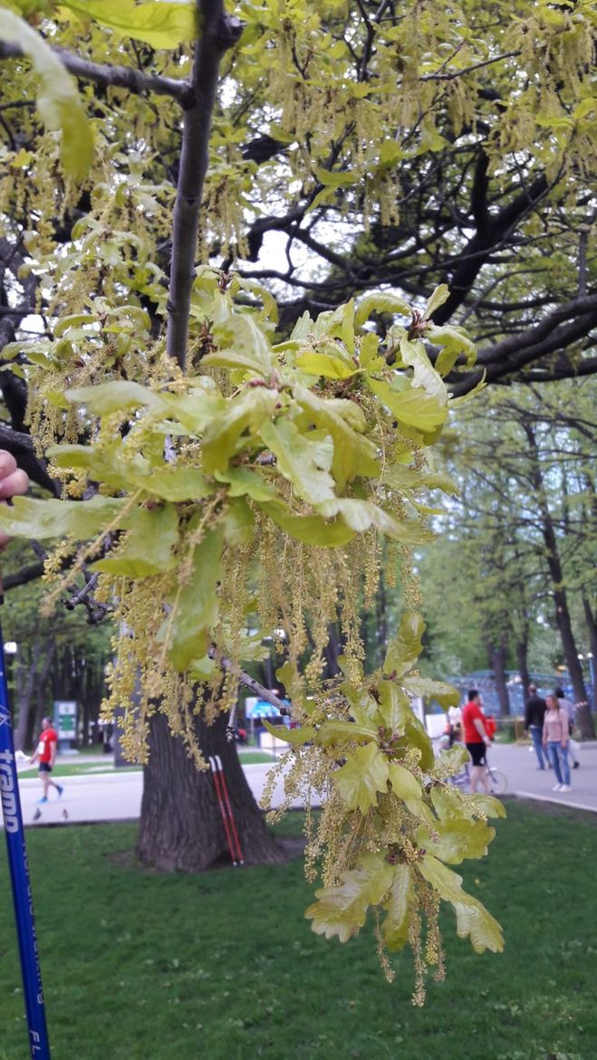 Как и когда цветёт дуб в средней полосе России