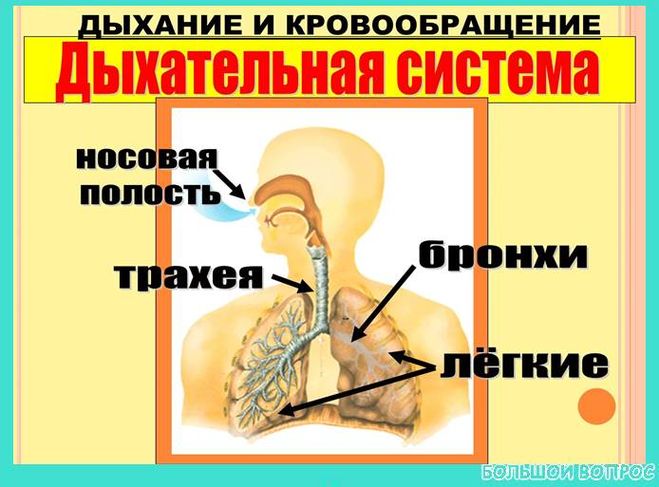 доклад дыхание и кровообращение