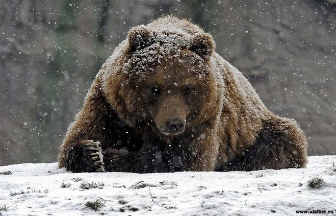 текст при наведении