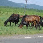 текст при наведении