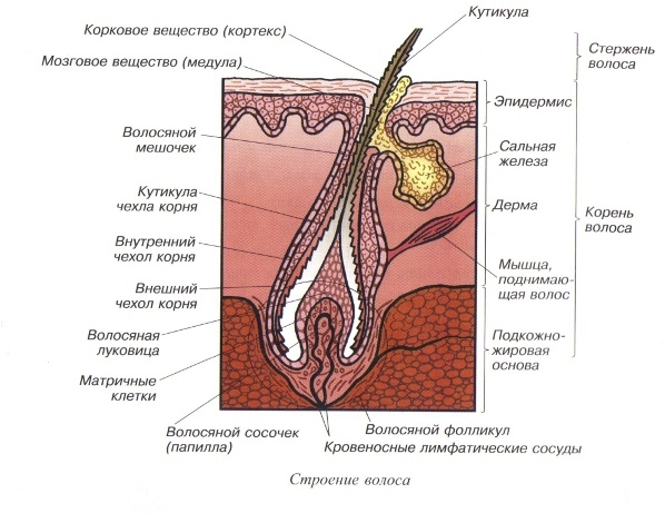 схема волосяного мешочка и кожи