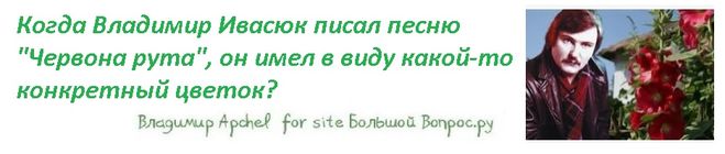 Когда Владимир Ивасюк писал песню "Червона рута", он имел в виду какой-то     конкретный цветок?