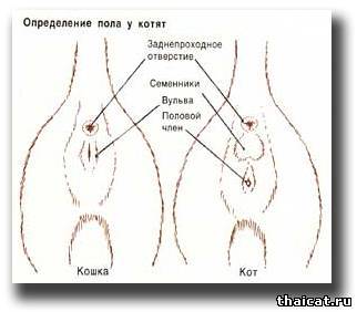 текст при наведении