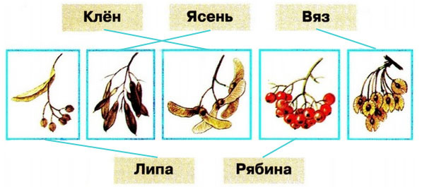 "Зима в мире растений" 2 класс